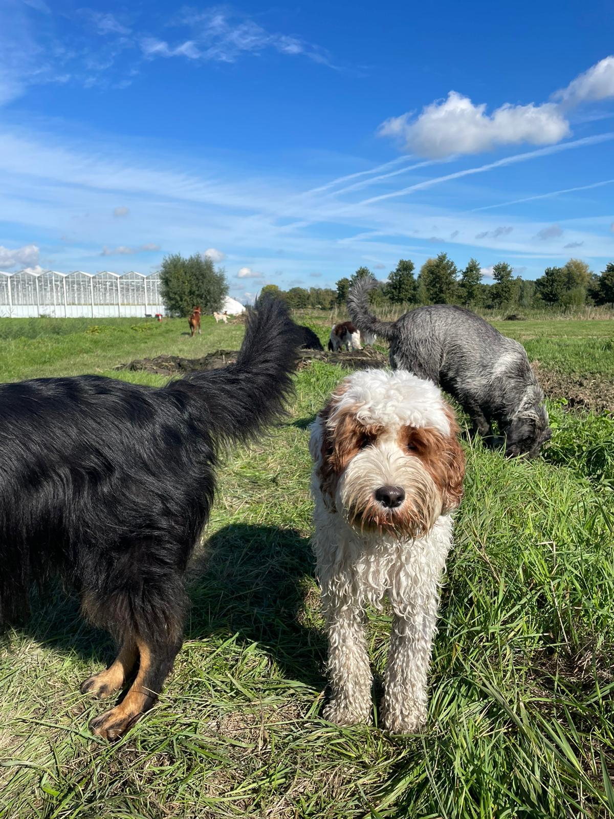 Hondenkennel Den Haag - Honden service - Uitlaat service - Den Haag