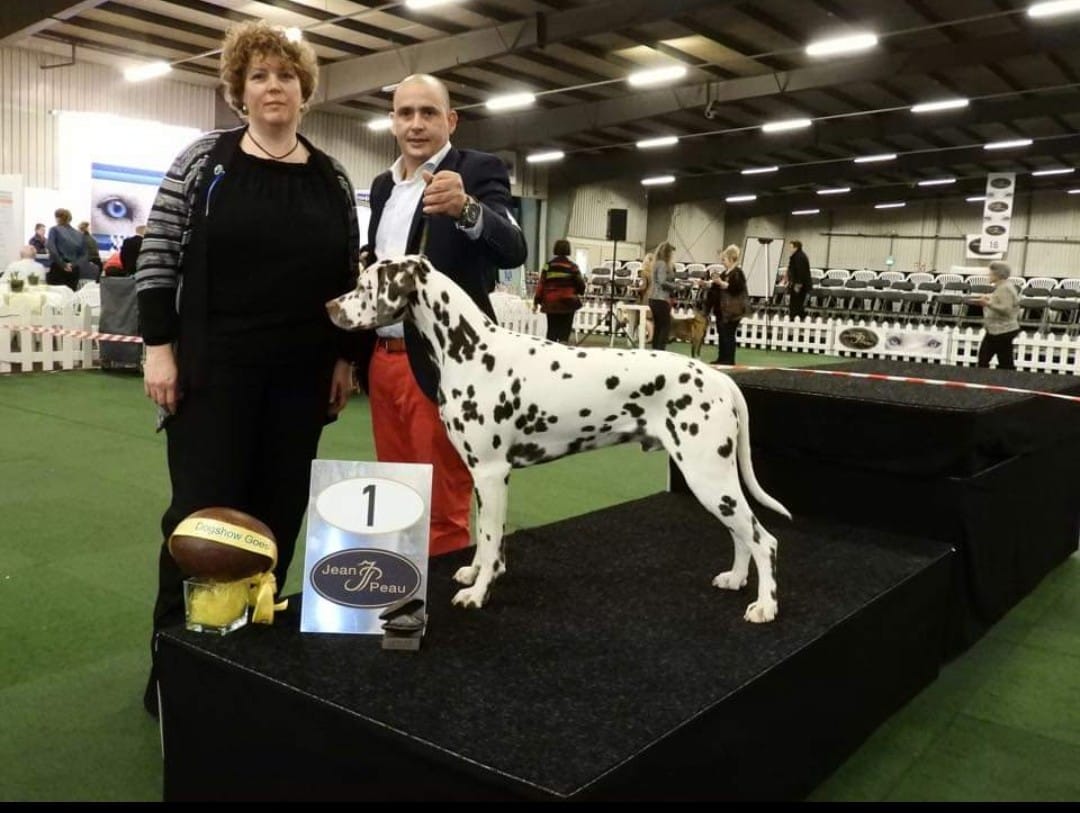 Hondenkennel Den Haag - Honden service - Uitlaat service - Den Haag - Lenny Dogservice 11