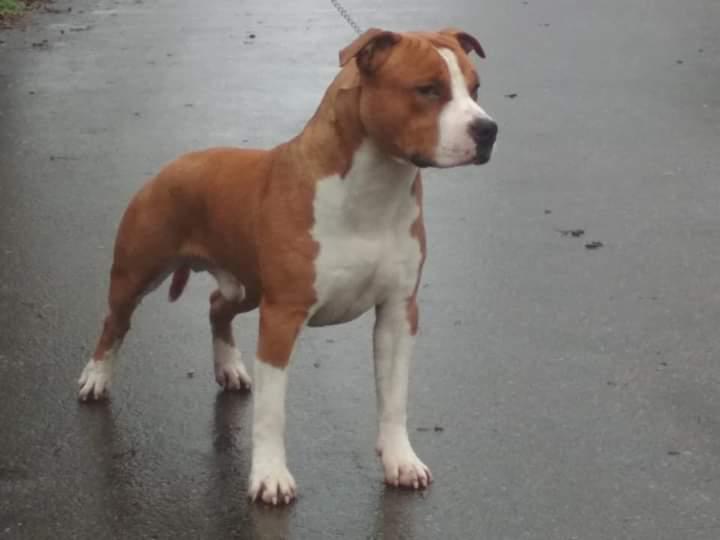 Hondenkennel Den Haag - Honden service - Uitlaat service - Den Haag