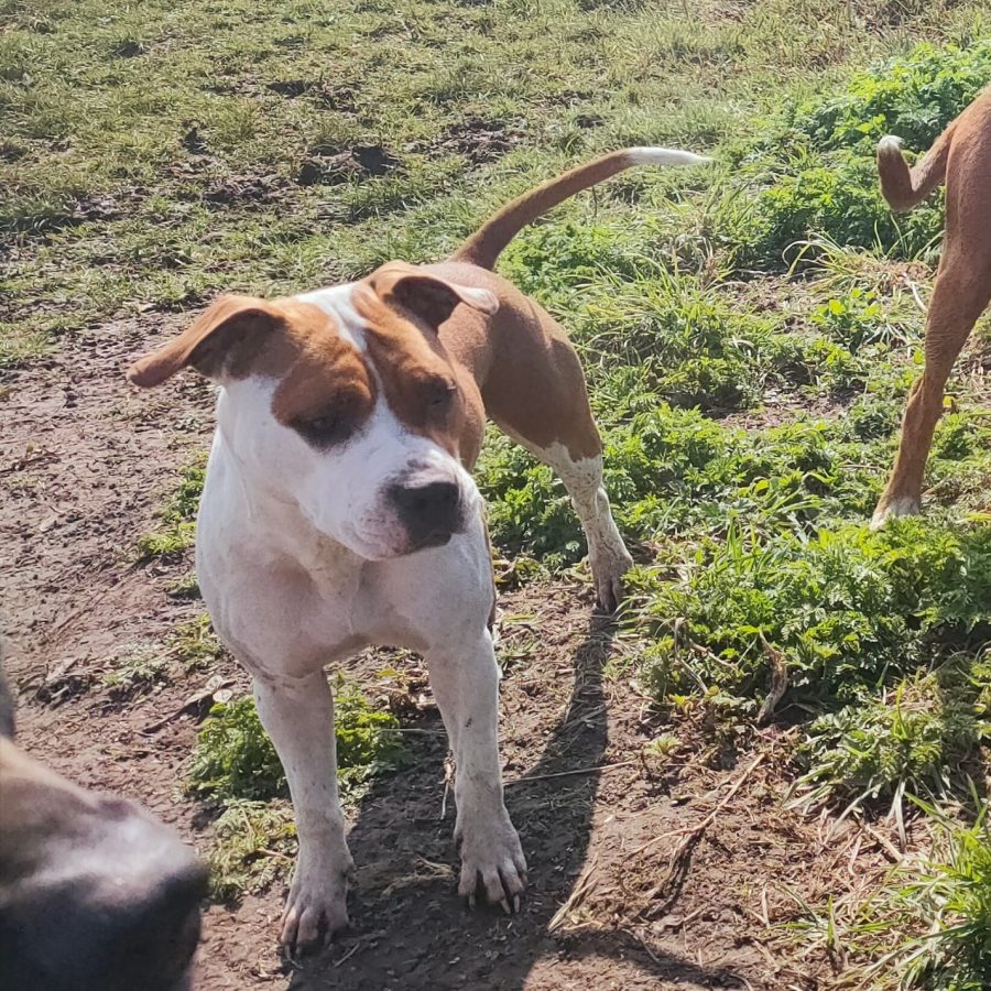 Hondenkennel Den Haag – Honden service – Uitlaat service – Den Haag – Lenny Dogservice Hondenkennel Den Haag - Honden service - Uitlaat service - Den Haag - Lenny Dogservice